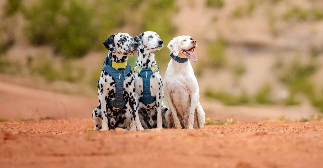Tre hundar i olika storlekar bär hundsele under promenad, med fokus på korrekt passform och justerbara modeller för trygg och bekväm vardagsanvändning.