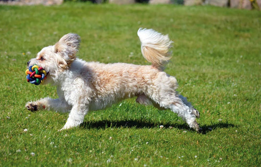 Tåliga hundleksaker – så väljer du rätt för din hund