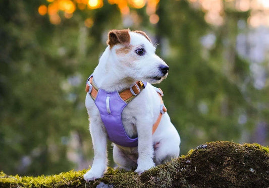 Olika Woolly Wolf hundselar som visar skillnader i konstruktion, passform och användningsområde för hundar