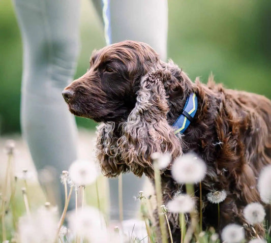 Woolly Wolf halsband som visar stabil passform, bekväma material och god komfort vid daglig användning för hund