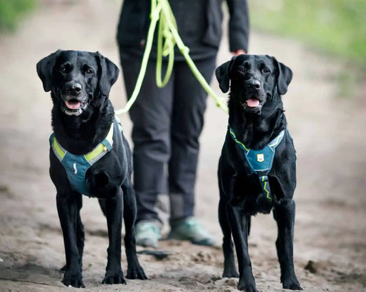 Vilken Woolly Wolf-sele ska jag välja?