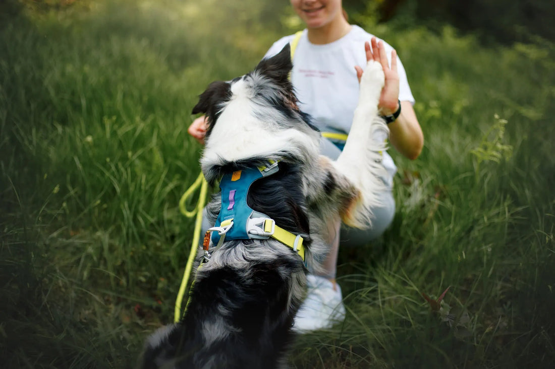 Woolly Wolf hundutrustning som visar samspelet mellan materialval, konstruktion och nordisk design i koppel, selar och halsband