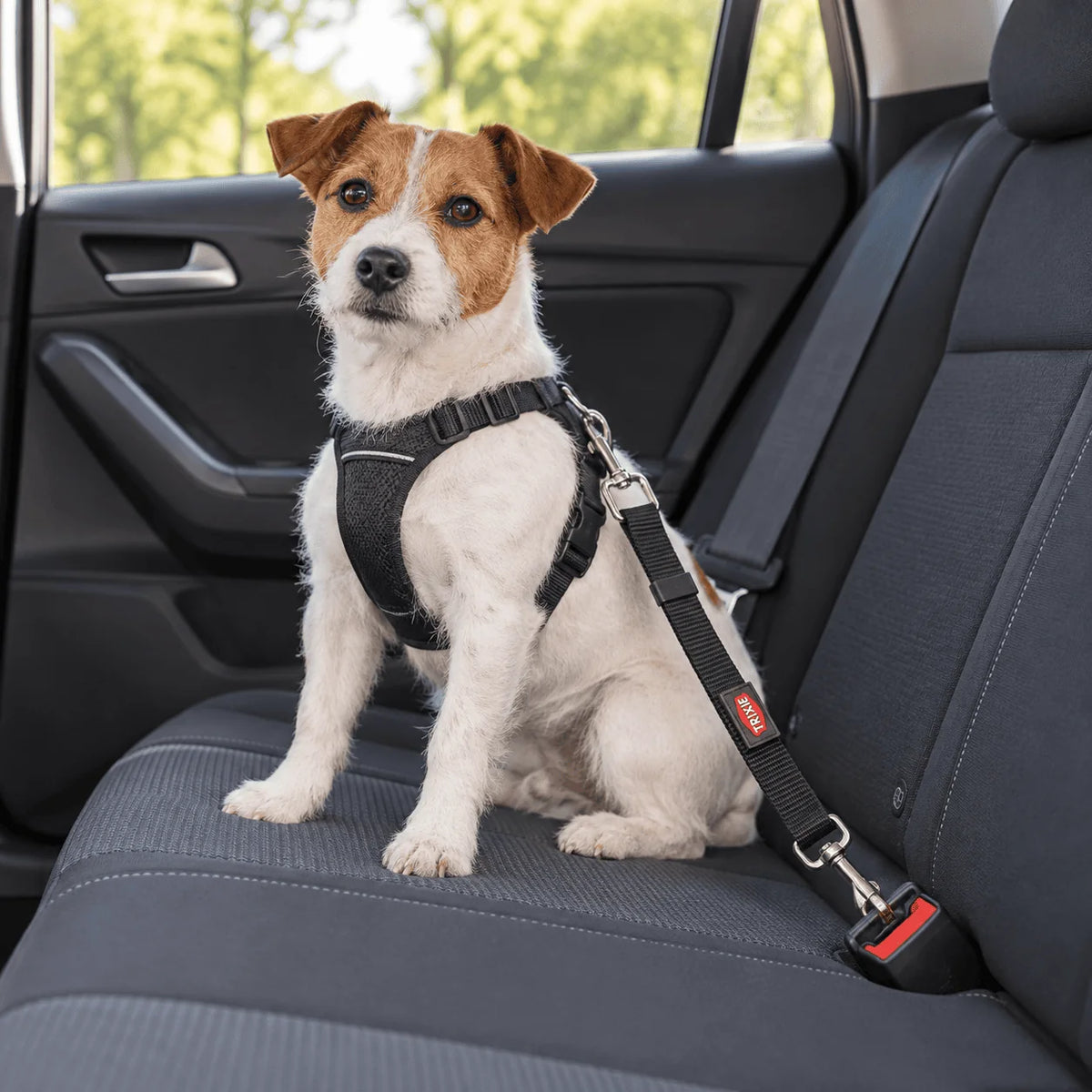 Hund i bilens baksäte under resa