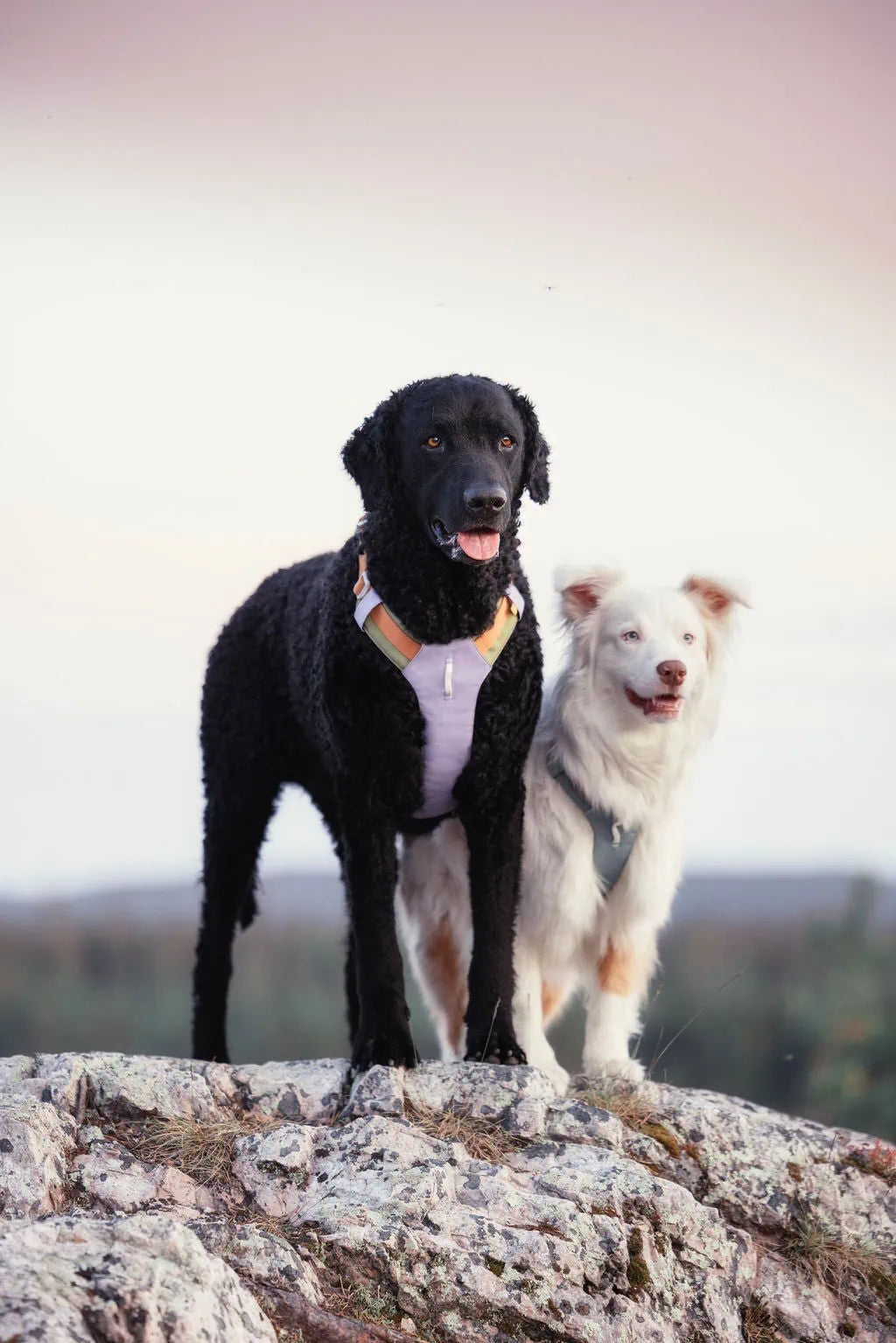 Justerbar hundsele Alpha 360 i färgen lavendel med reflexdetaljer för ökad synlighet