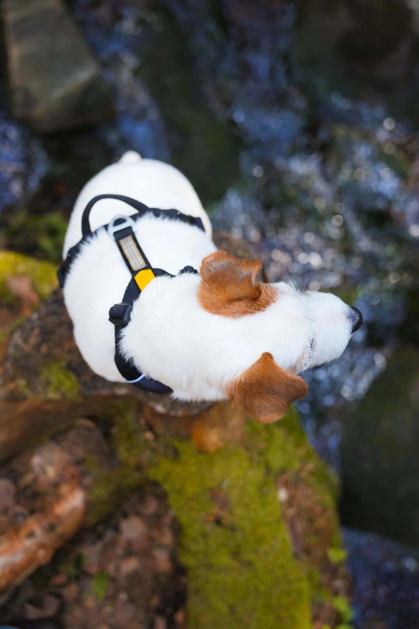 Hundsele i återvunnen polyester med svart färg och dubbla fästpunkter för koppel