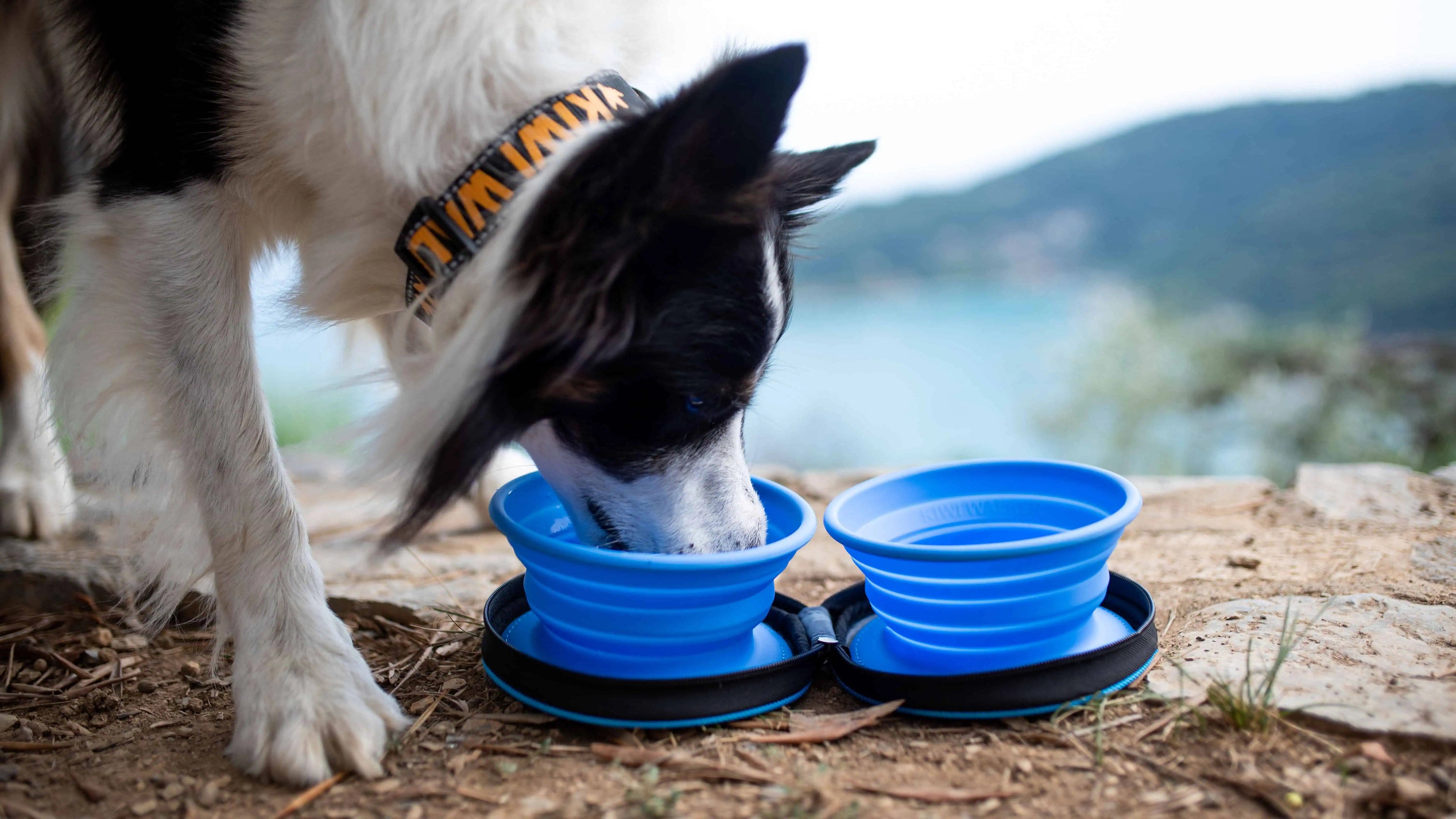 Kiwi Walker hundprodukter