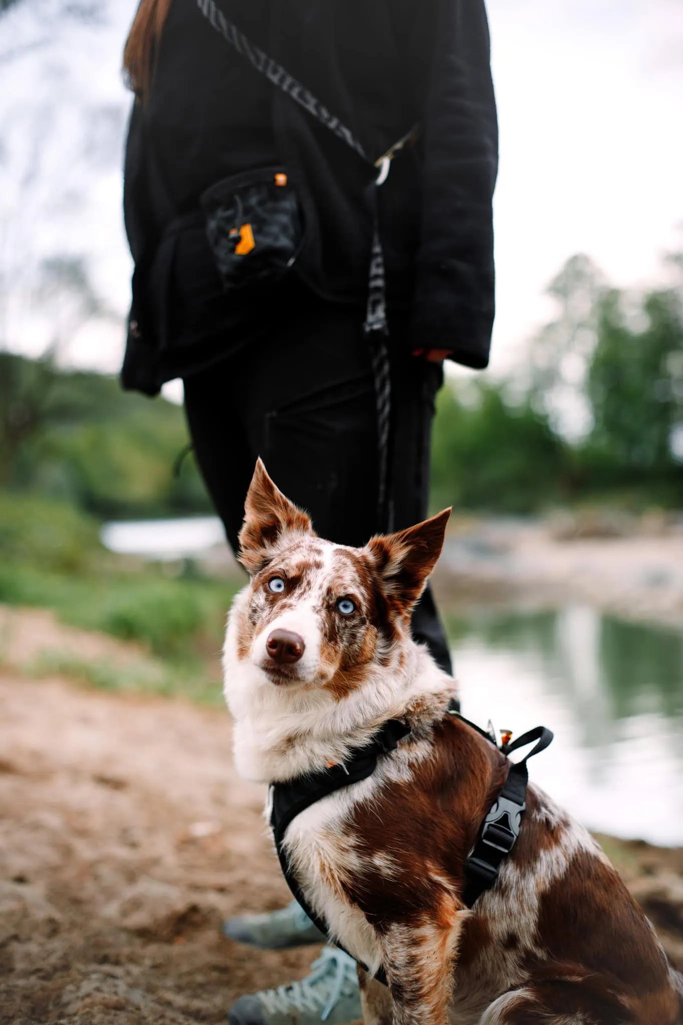Svart hundsele med fyra justeringspunkter och reflexdetaljer fram och bak