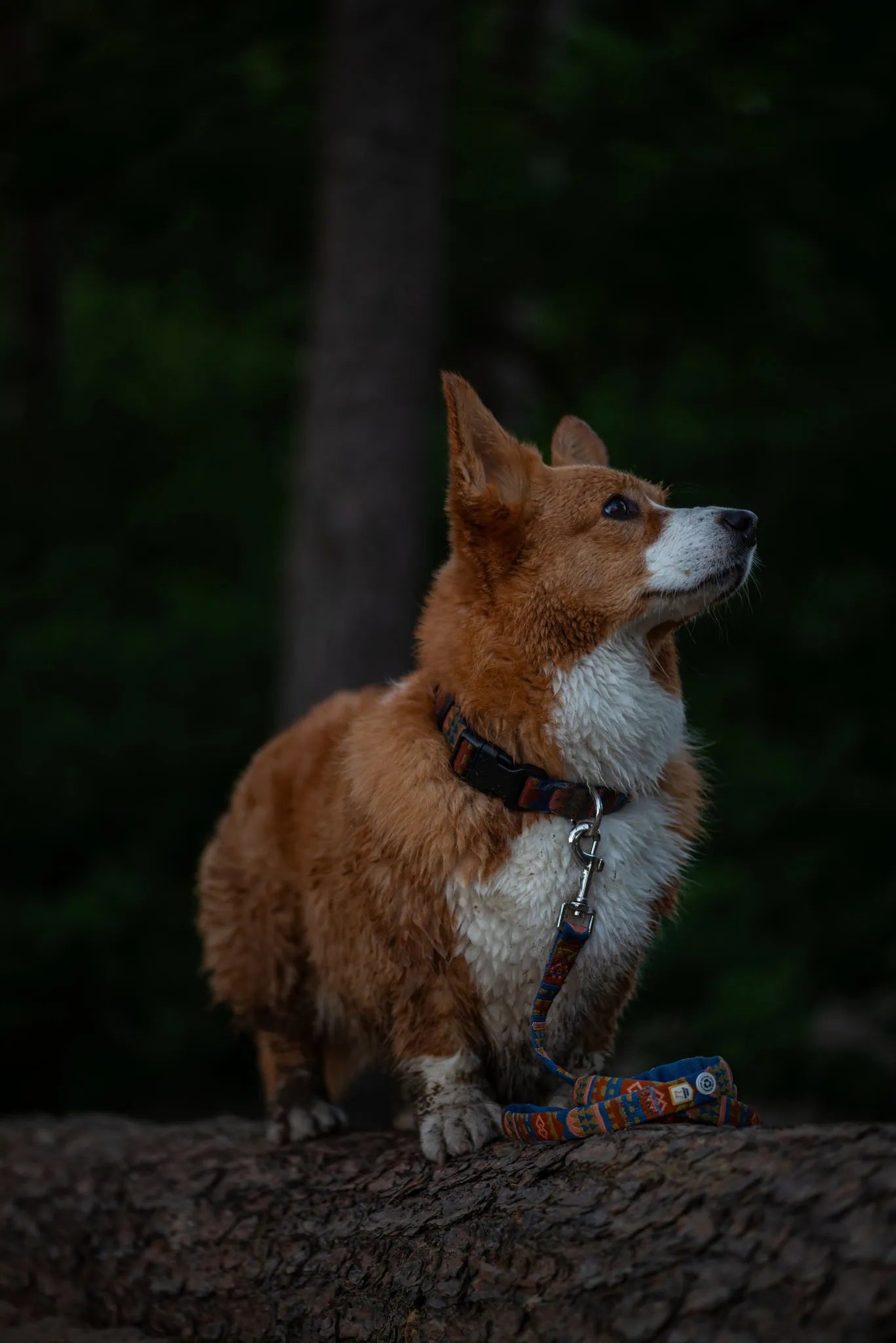 Nightless Night hundhalsband från Woolly Wolf tillverkat i återvunnen polyester