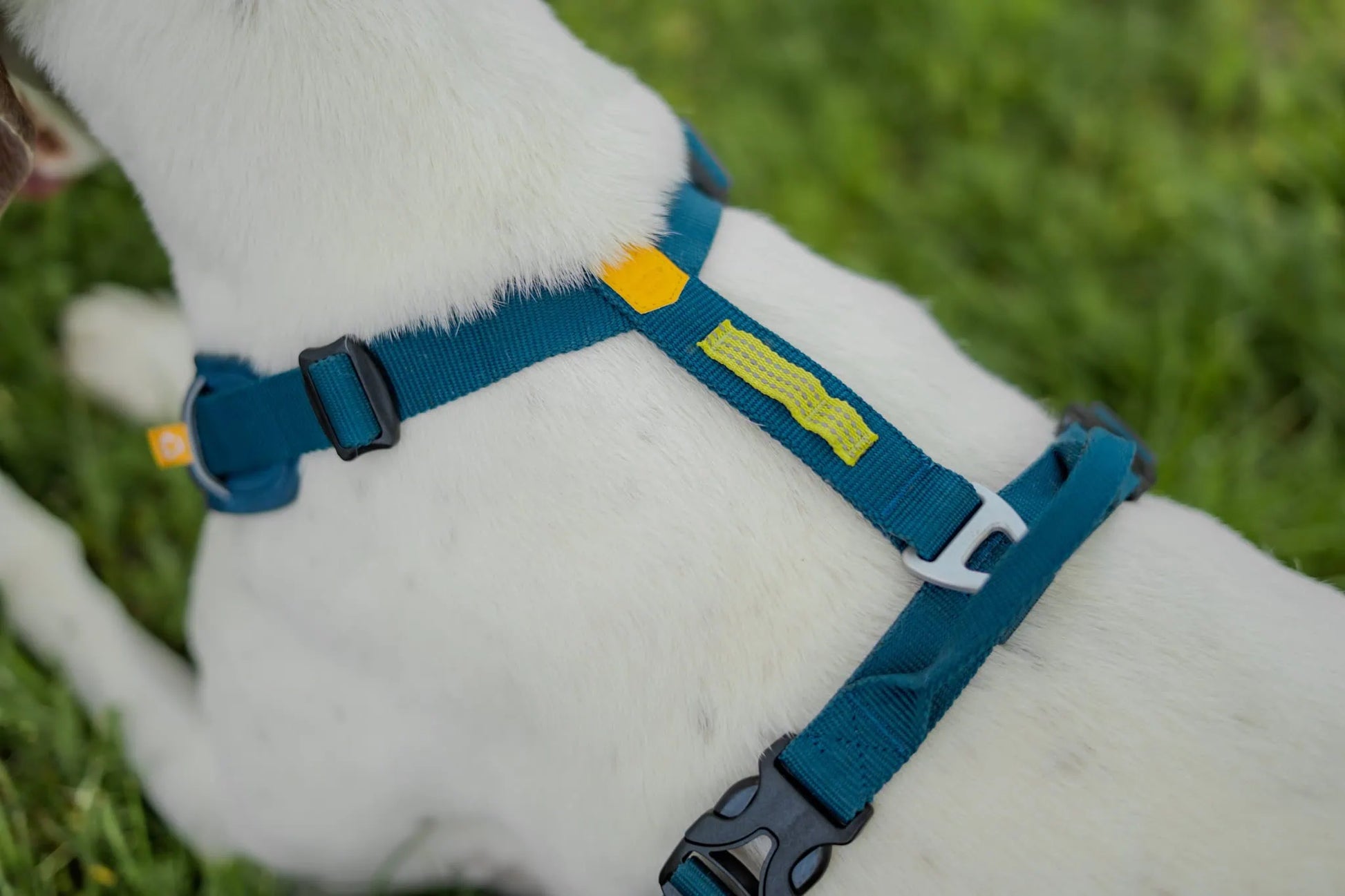 Roam hundsele med Duraflex-spännen och justerbar passform för daglig användning