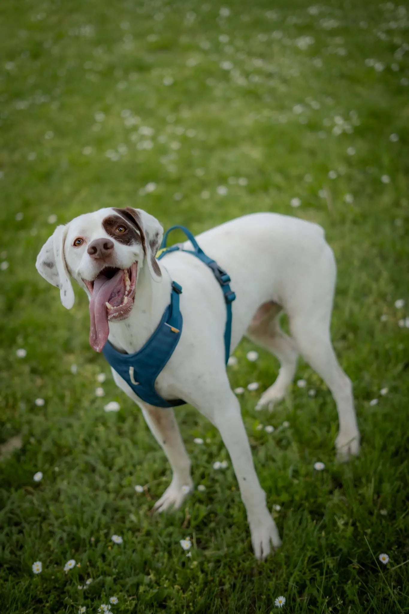 Justerbar Roam hundsele med frontclip och slitstark konstruktion i återvunnen polyester