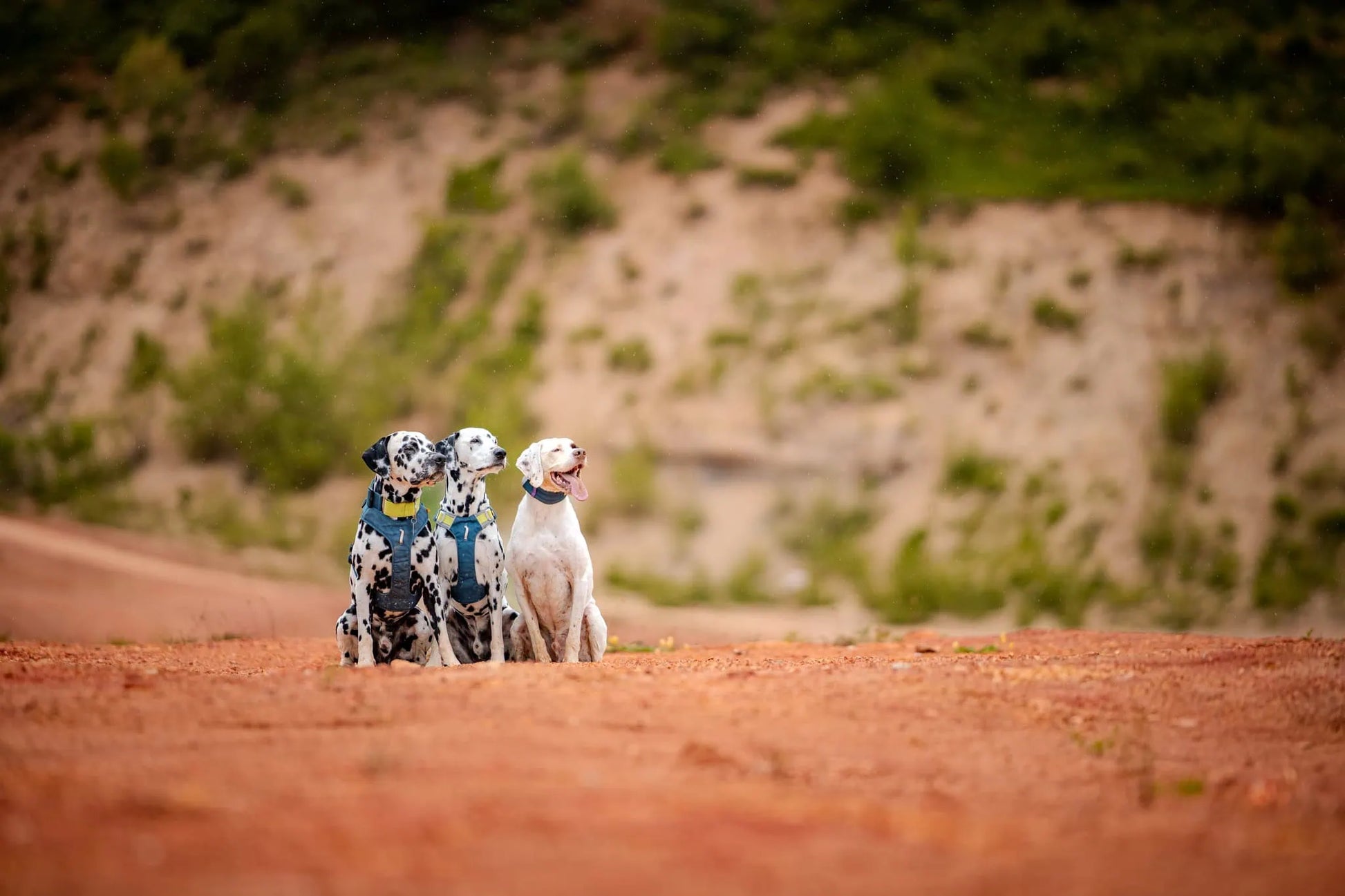 Ergonomisk Roam hundsele med starkt frontclip och mjukt mesh för bekväm rörelse