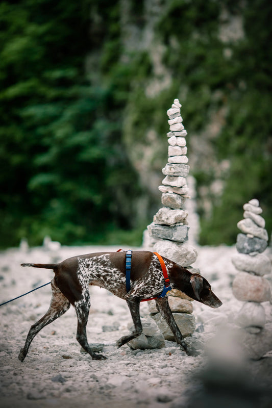 Woolly Wolf repkoppel Deep Teal med reflextråd och karbinhake