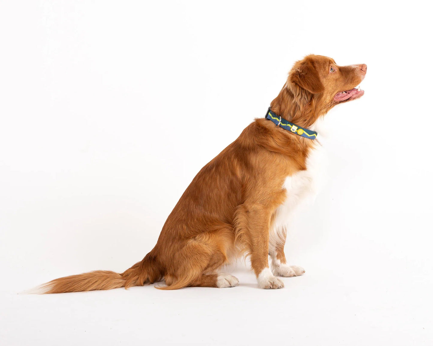 Horizon hundhalsband i Deep Teal Mix från Woolly Wolf med lätt plastspänne och stabil passform