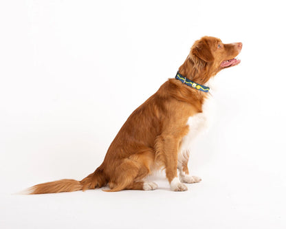 Horizon hundhalsband i Deep Teal Mix från Woolly Wolf med lätt plastspänne och stabil passform