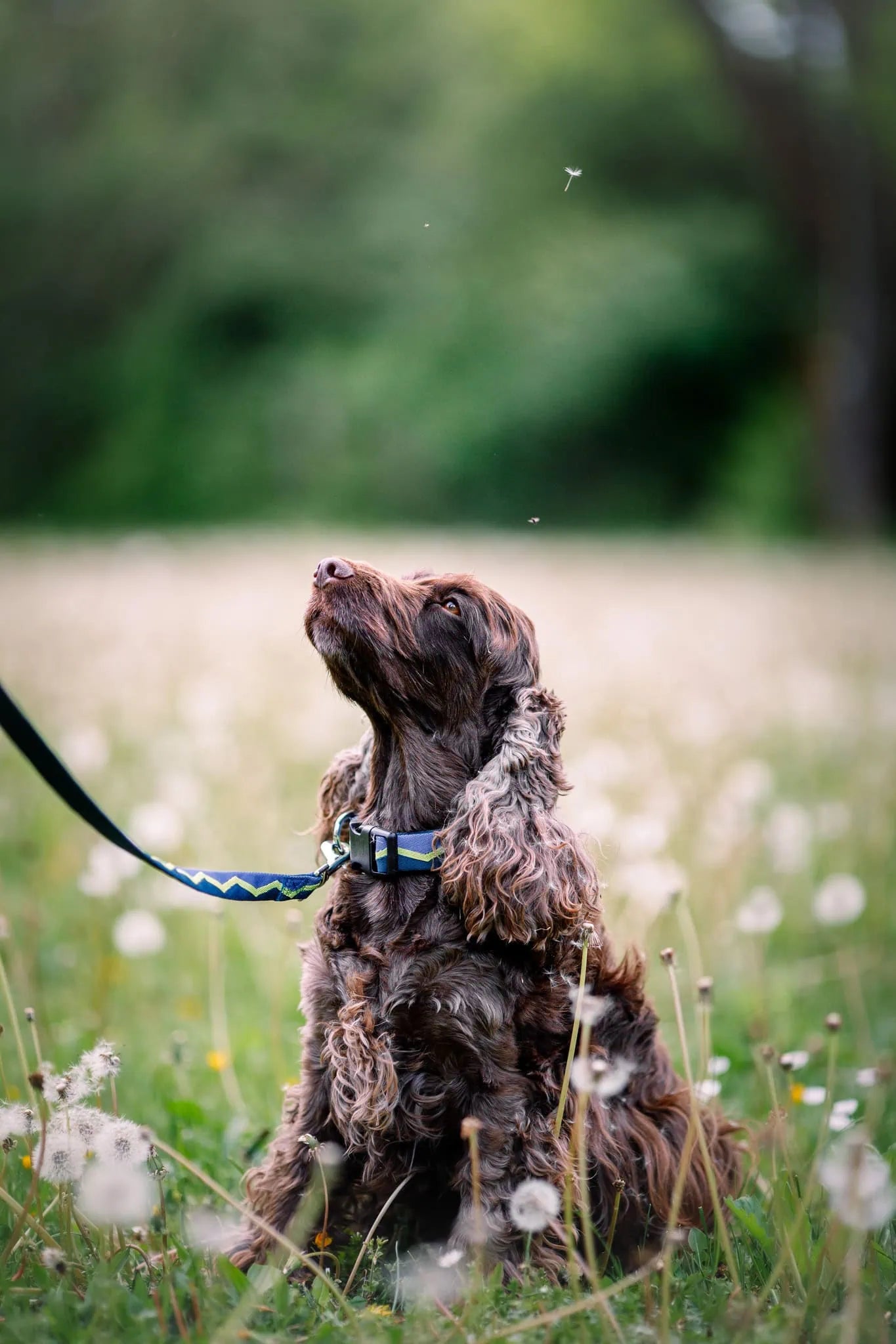 Woolly Wolf Horizon hundkoppel i tubulär väv med mjukt grepp och rostfritt fäste för dagliga promenader