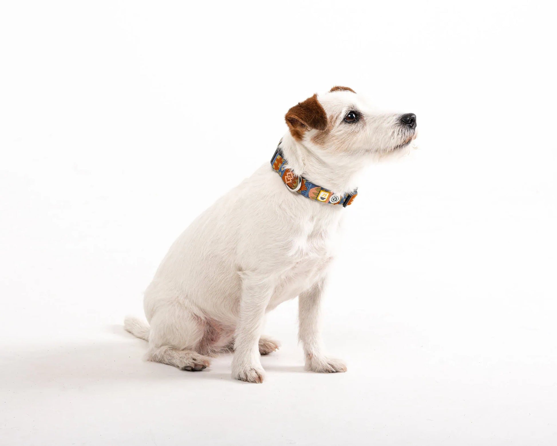 Woolly Wolf Nightless Night hundhalsband i återvunnen polyester för daglig användning