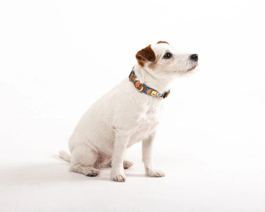 Woolly Wolf Nightless Night hundhalsband i återvunnen polyester för daglig användning