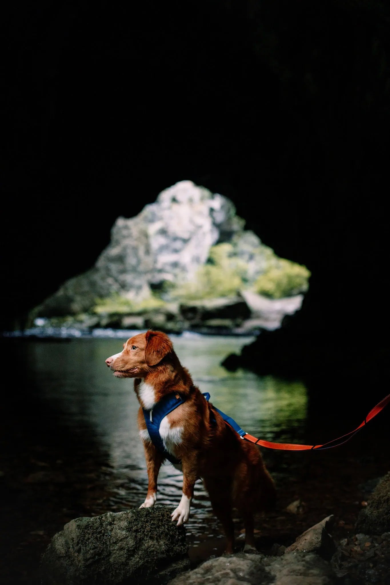 Woolly Wolf Roam hundsele med dubbla koppelfästen och ergonomisk design