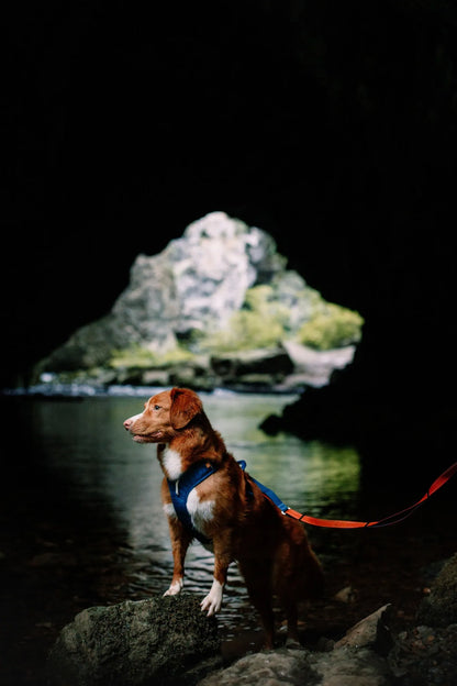 Woolly Wolf Roam hundsele med dubbla koppelfästen och ergonomisk design